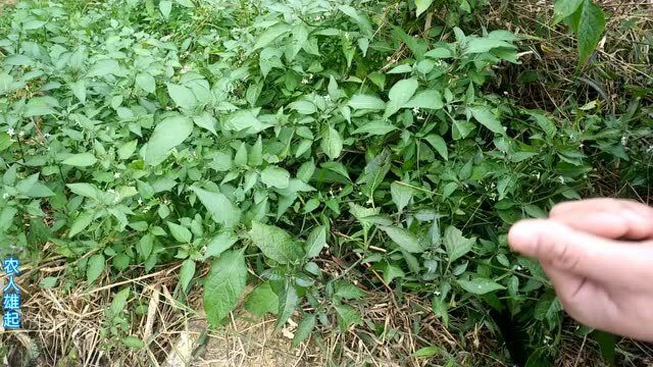 這種野草叫龍葵,也叫白花菜,菜市場一斤5塊,它的果更是一味藥材,值錢