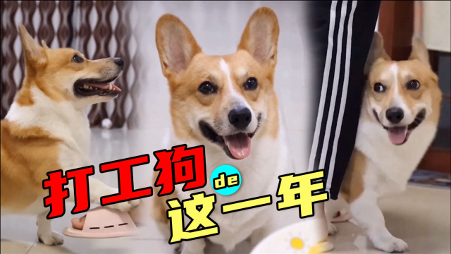 天下没有傻狗,只有会奋斗的打工狗,早安打工人!