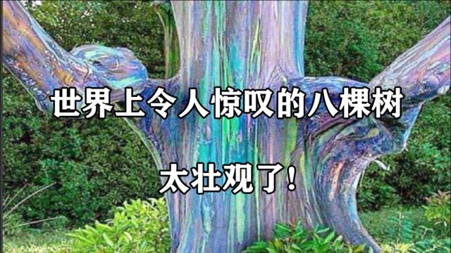 太壮观了! 世界上令人惊叹的八棵树