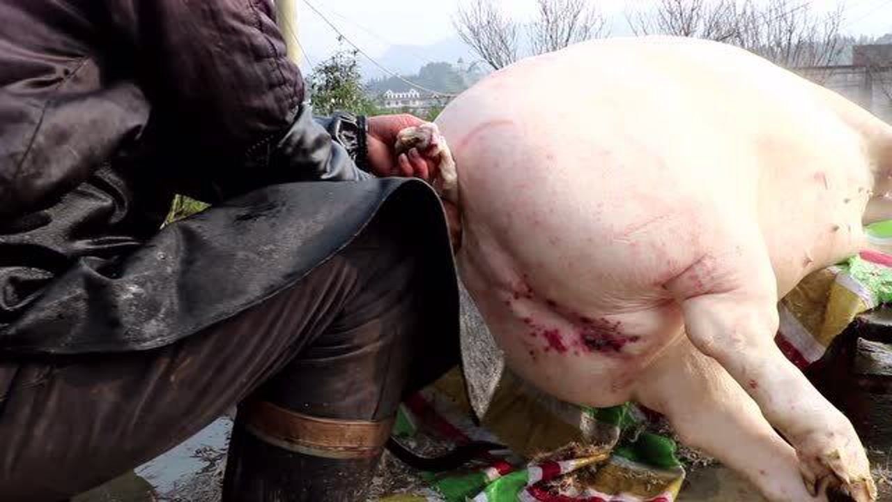 农村杀600斤大肥猪,60个亲朋好友等着吃年猪肉,好热闹