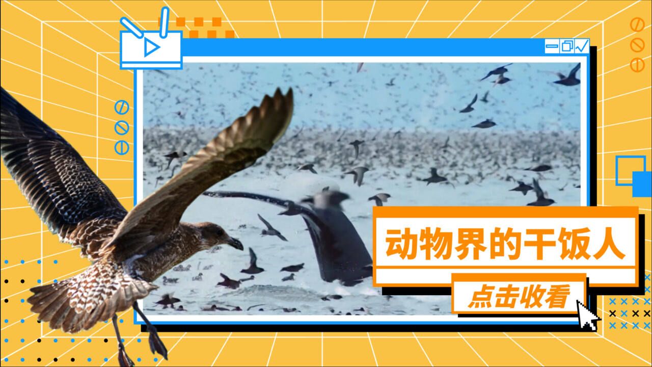 《完美星球》物种百科:我跑了这么远是为了追太阳?