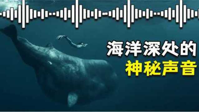 来自海洋深处的4种神秘声音,听完后你会有什么感受?