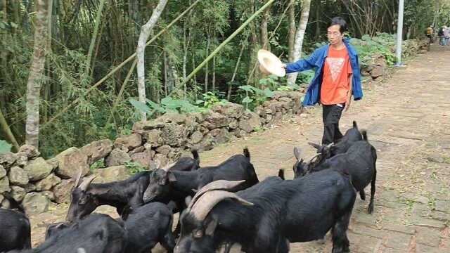 旅行海口新农村,居然见到了传说中的黑山羊