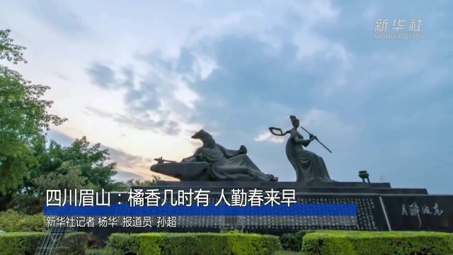 四川眉山:橘香几时有 人勤是春早