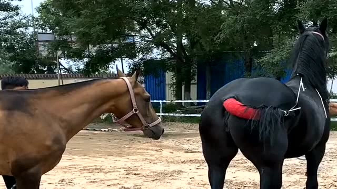 不知道公马和母马进展如何?感觉不错应该会成功的!