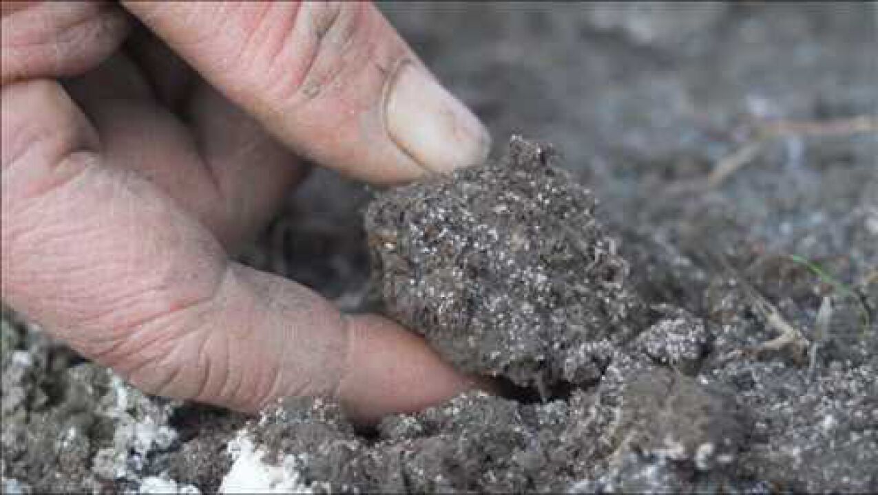 羊肚菌种植,怎么辨认原基?和菌霜有什么区别?