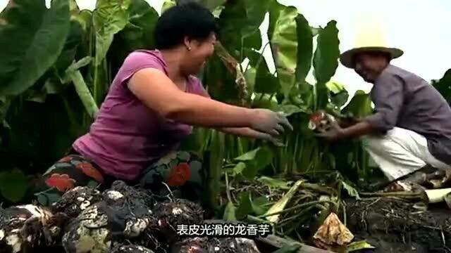 舌尖上的中国:为吃一口蟹黄汪豆腐竟这样做?值不值得!