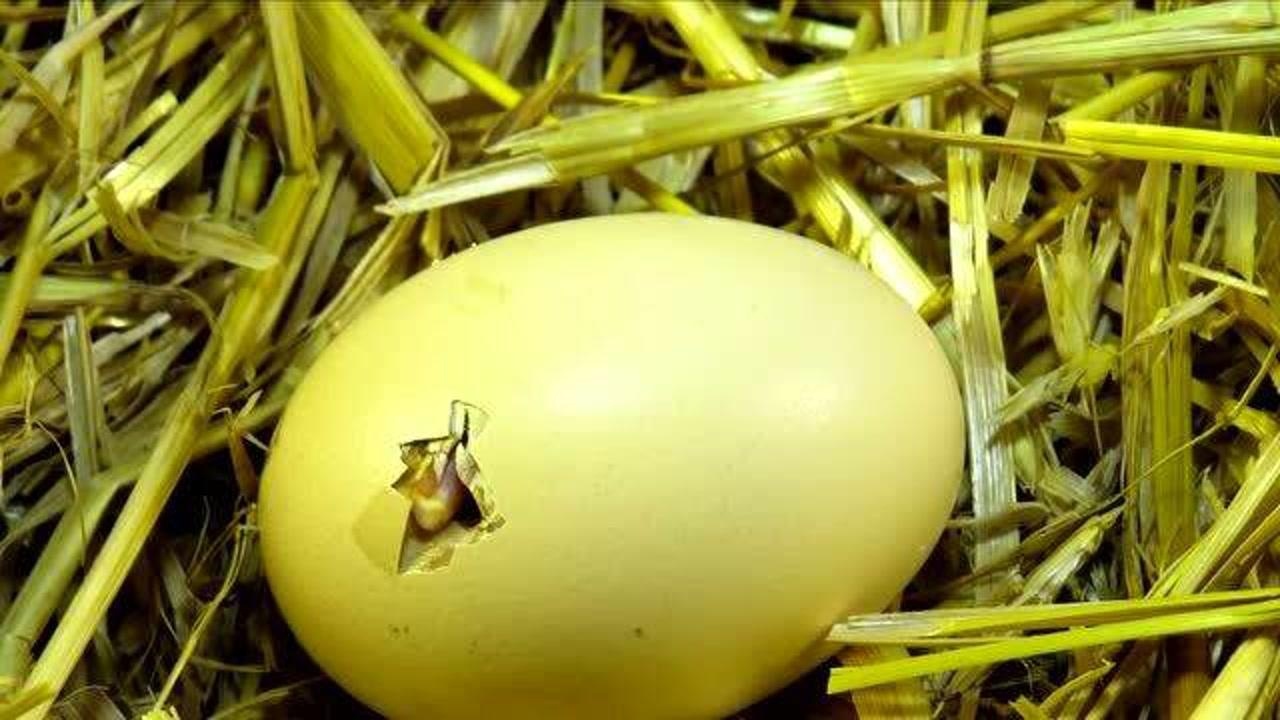 拍摄小鸡破壳而出的过程