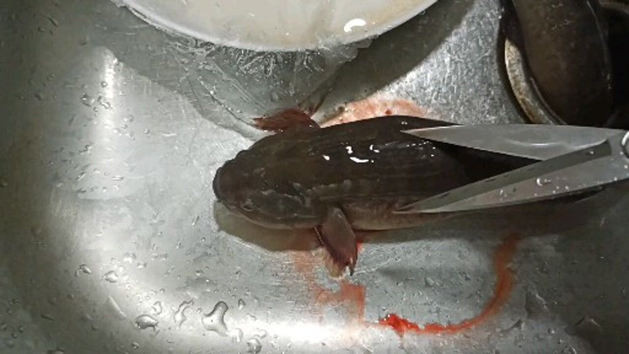 蟹虎鱼,食螃蟹长大,厦门有宝宝多吃很好的说法,你吃过吗_腾讯视频