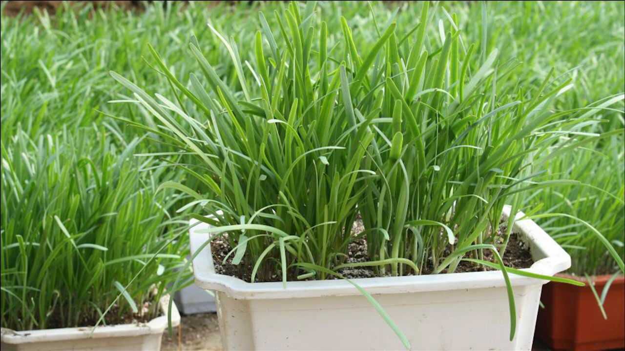 阳台盆栽韭菜,最简单方法,种子播完不用管,一年吃不完