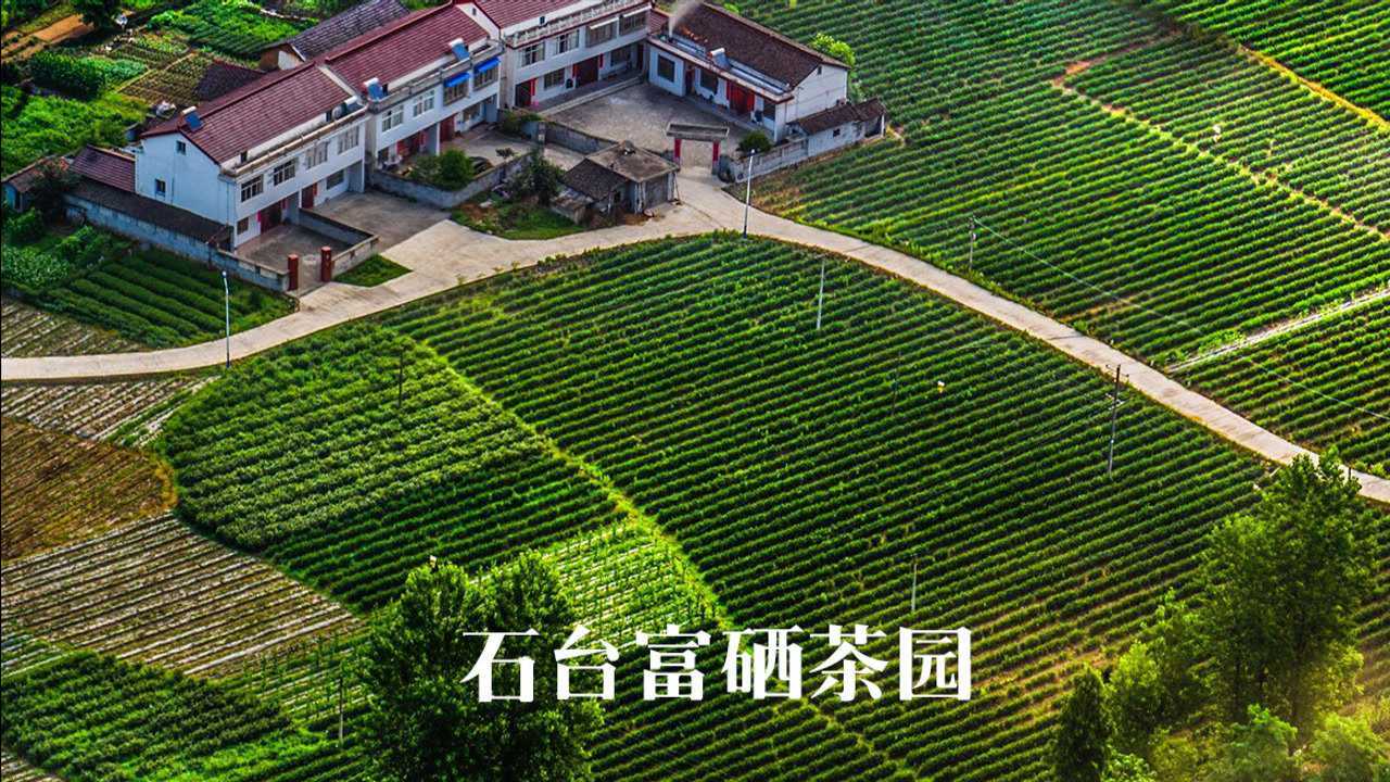 石台富硒茶,好茶酿造好啤酒!