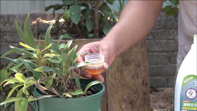 2个步骤做好,春石斛花芽猛分化,一个枝头冒几箭