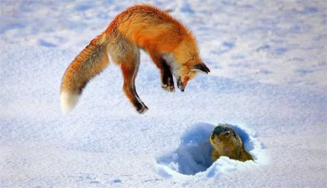 为了捕猎,北极狐一招倒栽葱以头撞地,就是感觉脑壳有点疼!