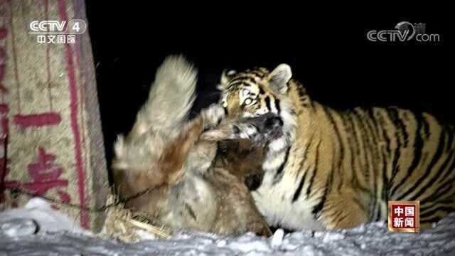 吉林:摄影师近距离抓拍野生东北虎捕食