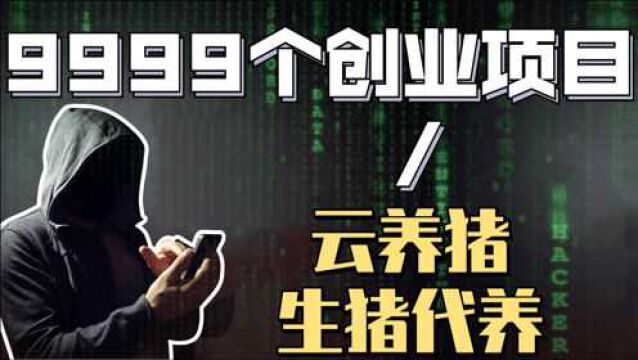 9999个创业点子创业项目副业之云养猪、生猪代养