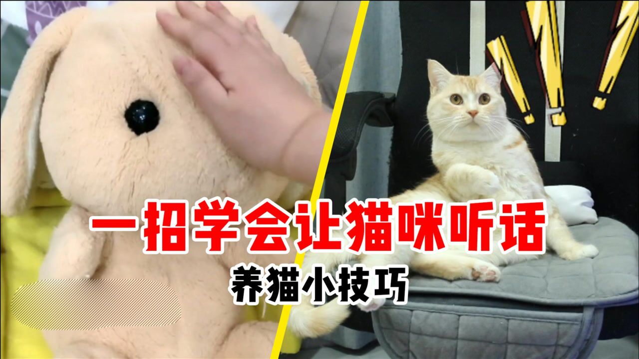 猫咪总惹主人生气，教你一招让小猫咪听话_高清1080P在线观看平台_腾讯视频