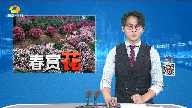 (春赏花)怀化鹤城区:300亩山茶花迎春绽放