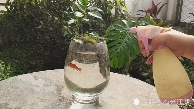 制作水景盆景,简单有调,植物不用打理长得旺!