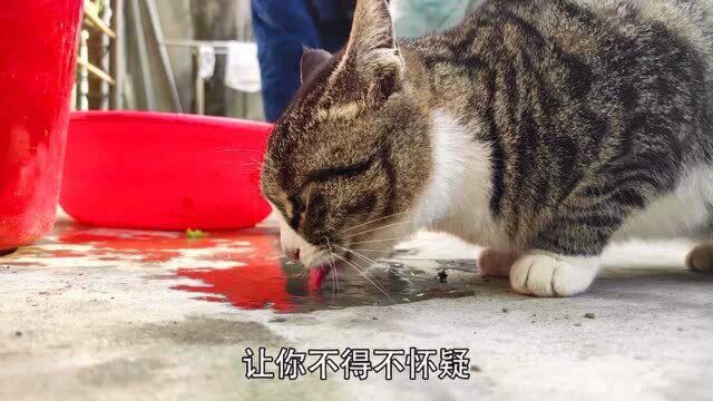 狸花猫表面可爱,暗地里却是作死小能手