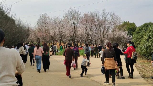 湖南岳阳的樱花开了,来看花的人潮如水,一眼望去黑压压的全是人