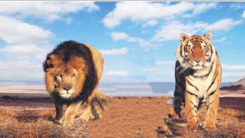 老虎在非洲能活下来吗？科学家把老虎带到非洲，成为狮子最大对手