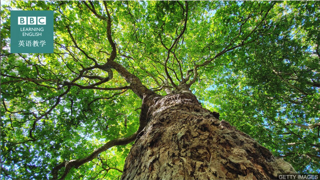 BBC随身英语:树木“trees”之间能互相交流吗?_高清1080P在线观看平台_腾讯视频