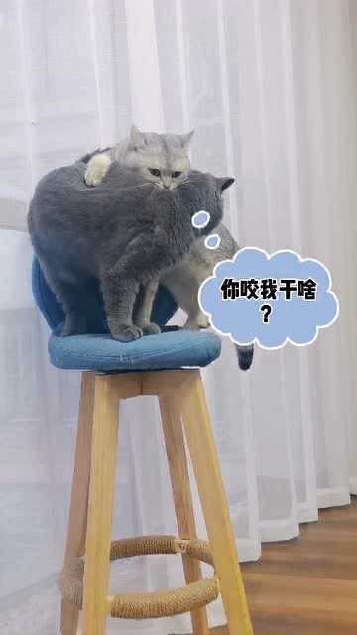 你家的猫咪听到这个声音什么反应吸引猫咪的叫声