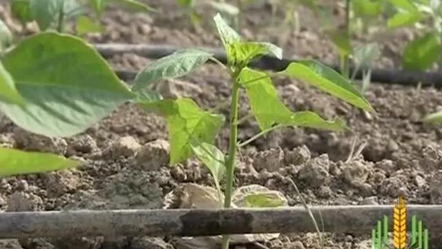 节水高效的大棚蔬菜滴灌施肥技术 能根据蔬菜的需要 精确输水