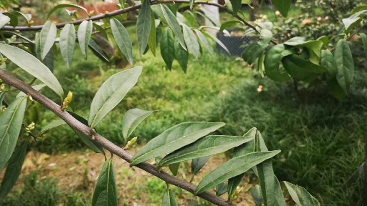 如何识别金弹子盆景的花芽和树芽(叶芽)