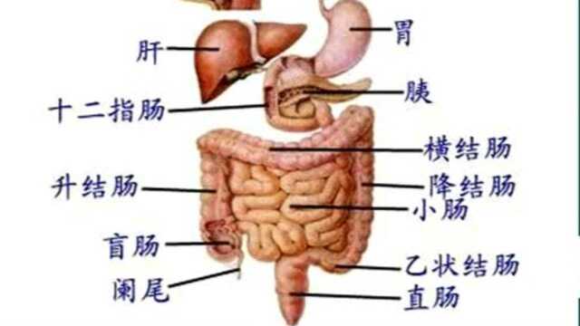 【星恒教育】寇寇老师:线上高端班专属课消化系统(专业:临床执业/助理医师)