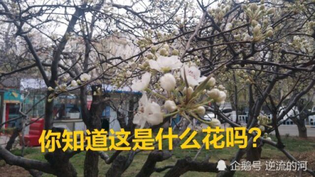 21世纪社区的花开了,这白色花朵是什么花?真漂亮