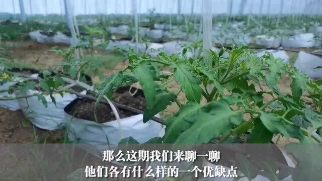 无土栽培到底选用种植袋好还是无纺布好?区别太大了!很多菜农选错了