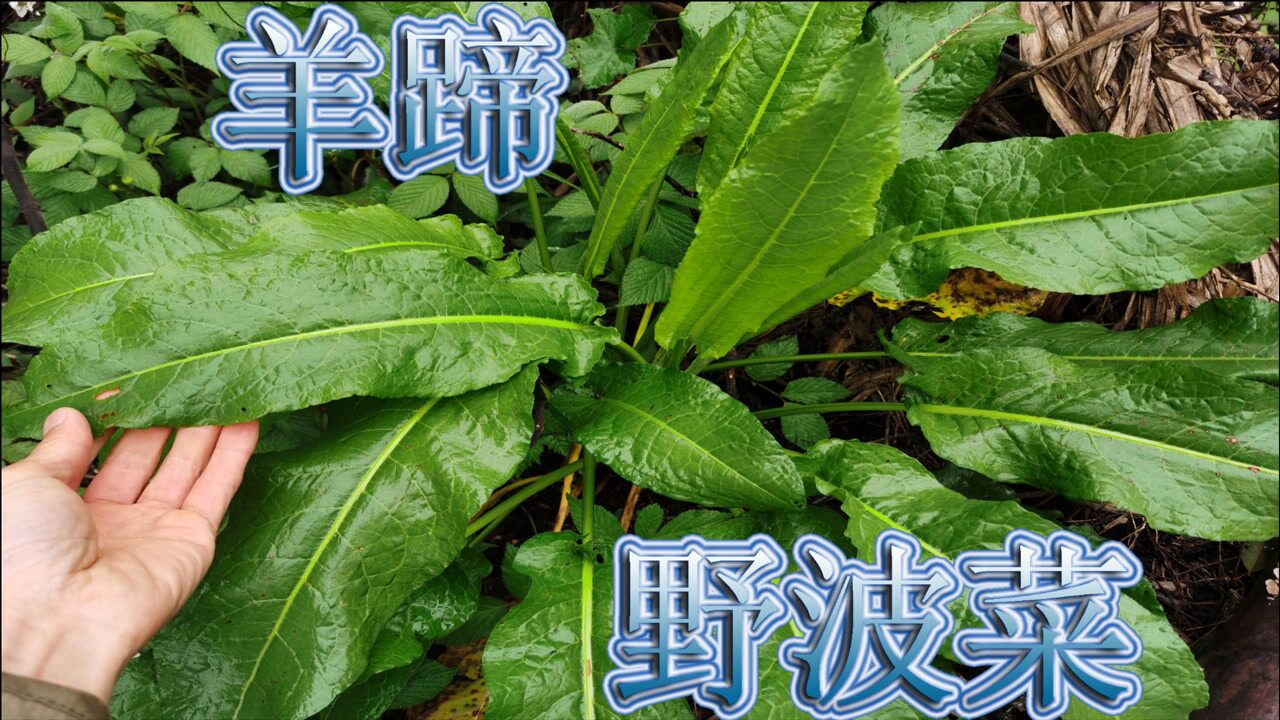 "羊蹄"又叫"野波菜",有人说好与不好,简单来认识下!_腾讯视频