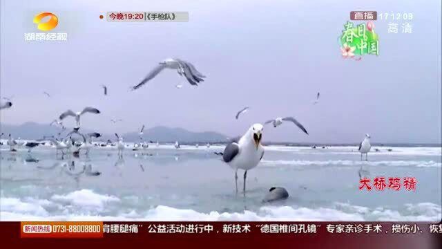 春天使者 候鸟回归 昔日石漠荒山 今日浪漫花谷