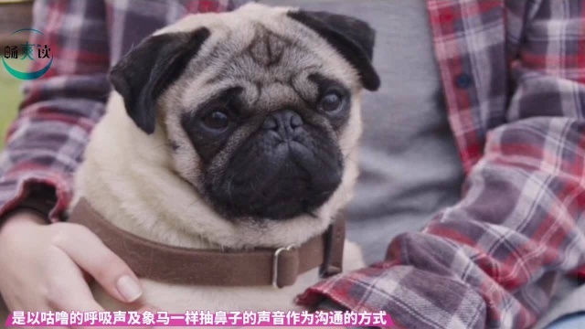 哈巴狗不哈巴的八哥犬 一分钟看懂你的狗爱宠综合指数评分下