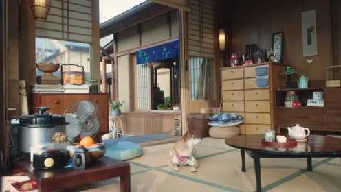 辣目洋子的小森生活：一起享受有猫有狗的“退休”慢时光