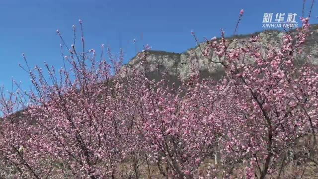 太行山间 “禅房”花木深