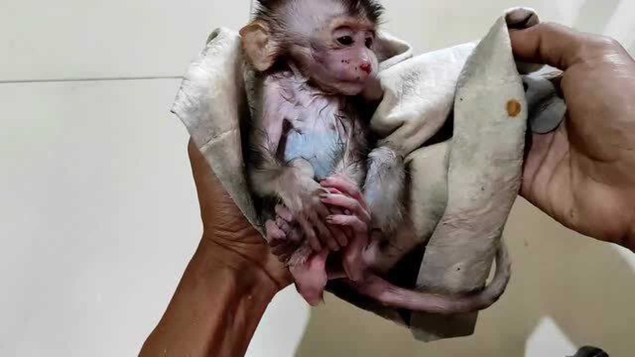 印尼断尾者:给小猴子洗澡后吹干毛发