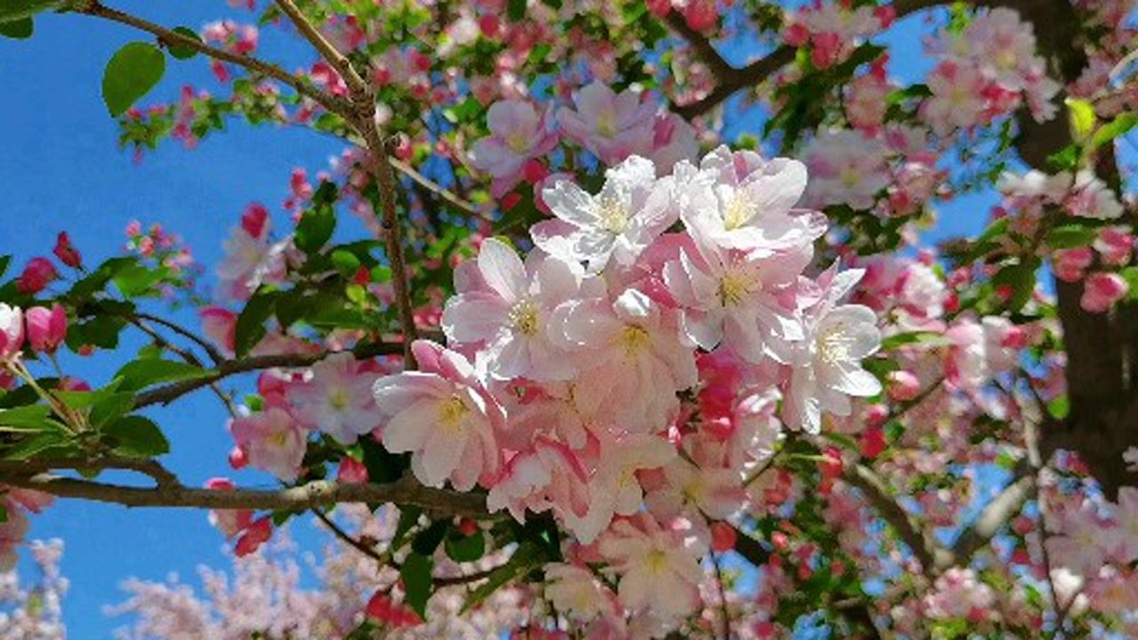 餘株28個品種海棠花在這裡免費參觀,北京春天三大花節之一_騰訊視頻