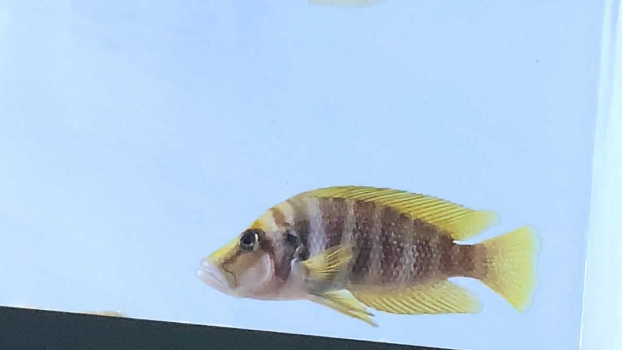 野生黄喷虎恩坎巴地域黄喷珍珠虎这是它们最真实的颜色其实我手里还有