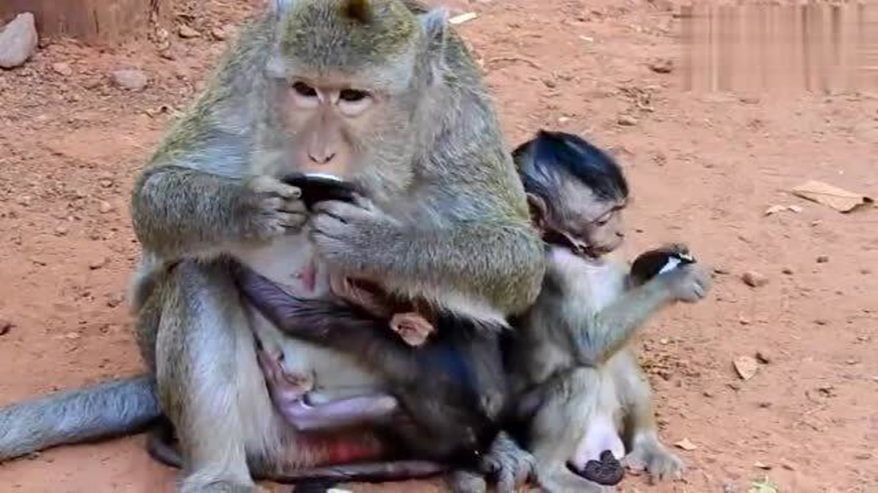 母猴吃饼干只吃中间的夹心层