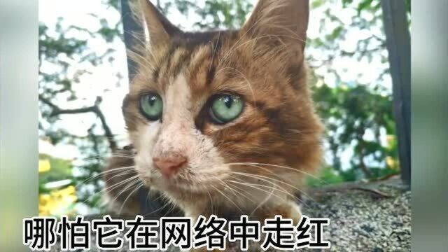 这是关于网红猫抱抱更多的故事,它去往喵星,再也不会流浪了.