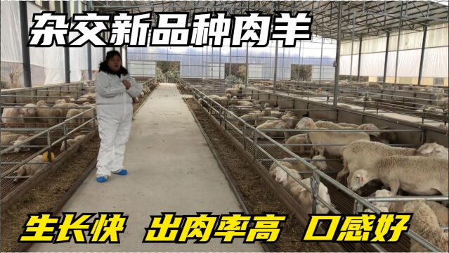 致富杂交新品种肉羊,生长快出肉率高,抗病强来看看了解下