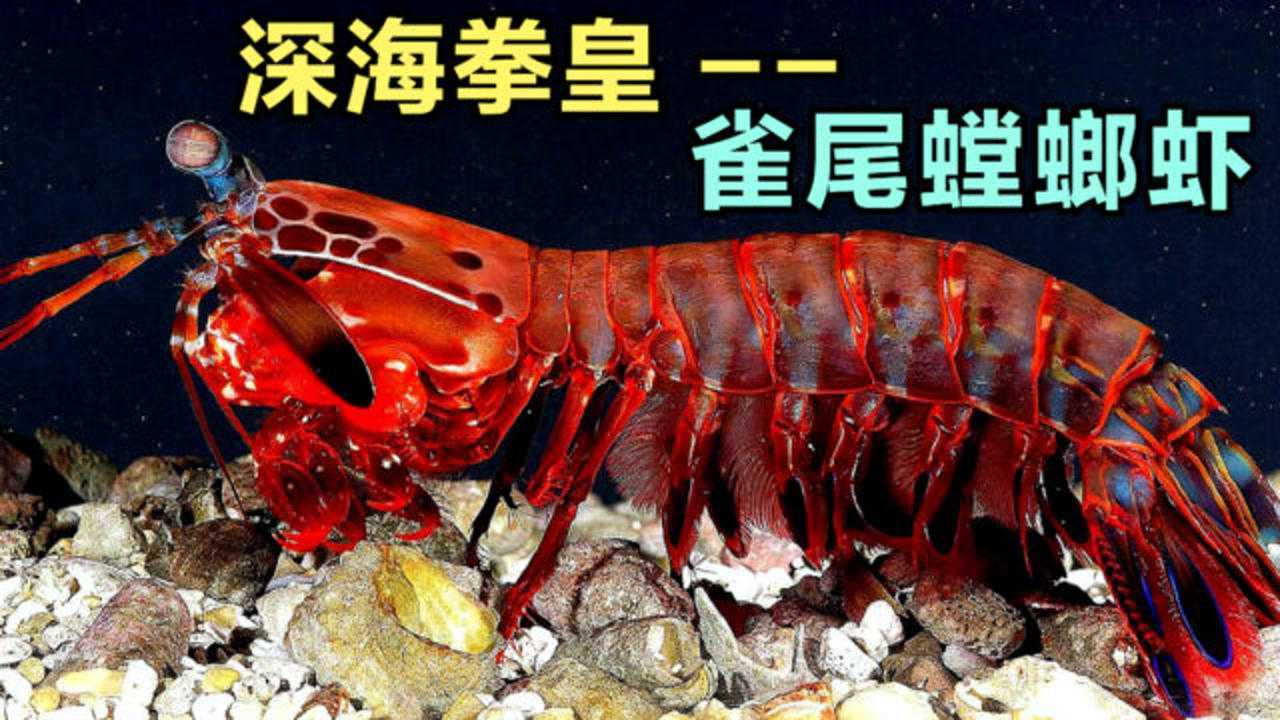 雀尾螳螂虾镰刀图片