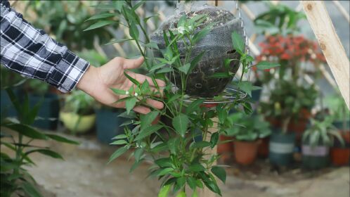 用油桶倒种辣椒,结果挂辣椒的数量"惊人"