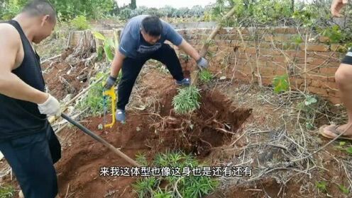 [图]阿锋建设升级农庄，在地下发现一株巨薯，挖上出童年的美味！