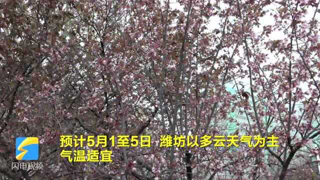 40秒丨气温适宜、有小雨!潍坊发布“五一”假期“天气预报