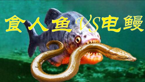 食人鱼vs巨大的电鳗,谁会比较厉害一些?结果让人出乎意料