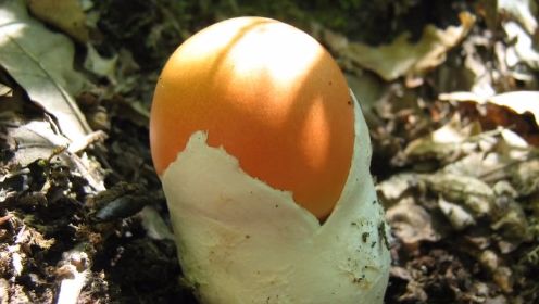 地球上最毒的蘑菇长什么样子？科普一下，森林里能够带你上天堂的“鸡蛋”！