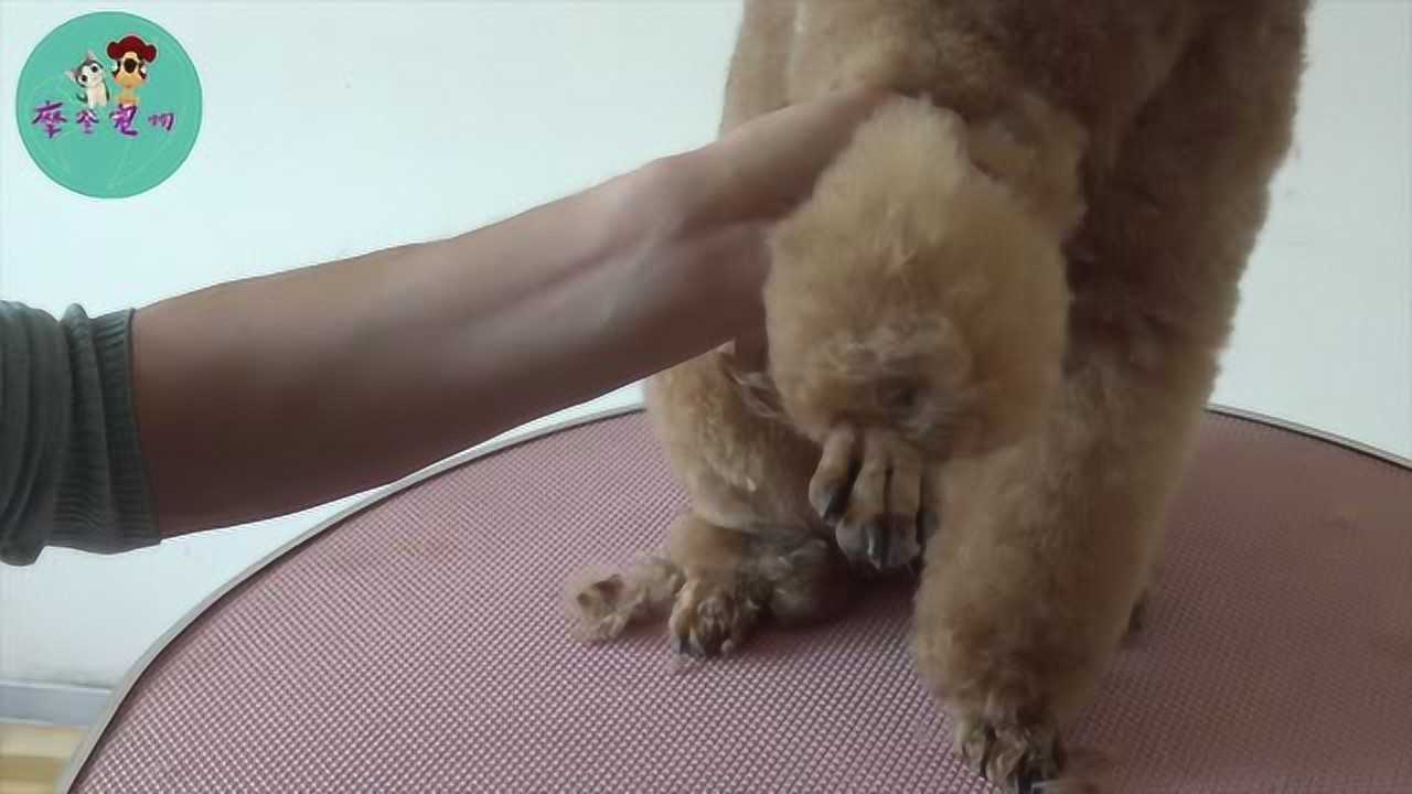 怎么剃贵宾脚_适合所有爱干净的狗子